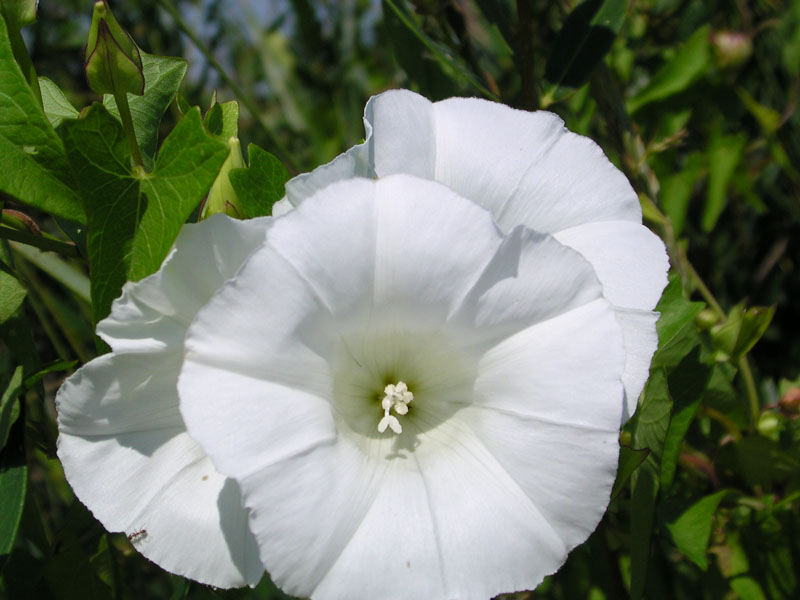 Calystegia sepium